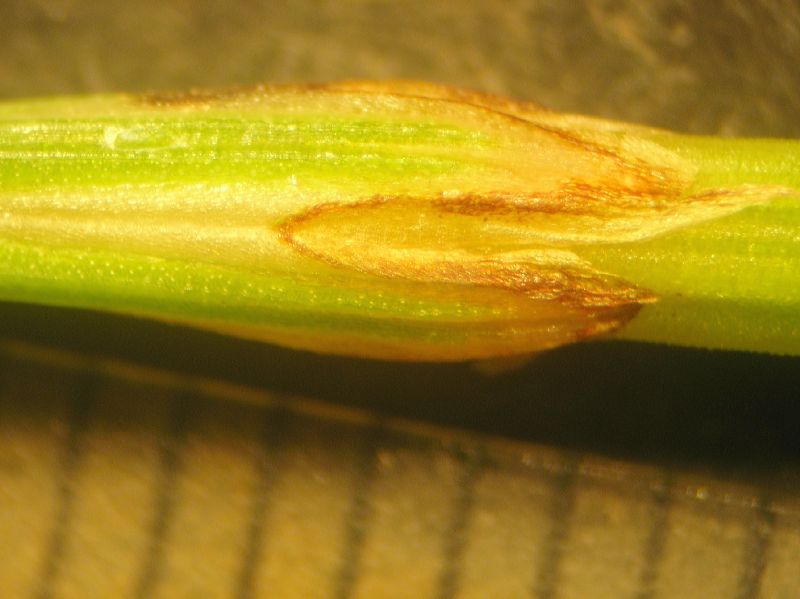 Equisetaceae Equisetum bogotense