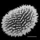 image of Megalastrum gilbertii