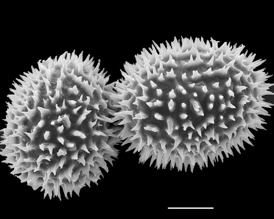 Dryopteridaceae Megalastrum umbrinum