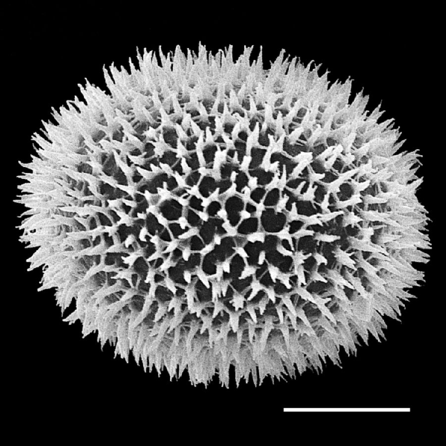 Dryopteridaceae Megalastrum villosum