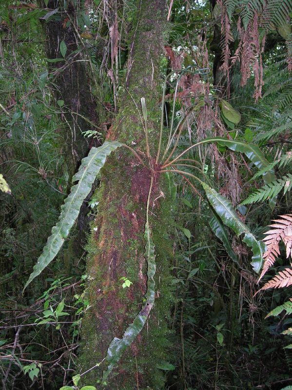 Dryopteridaceae Elaphoglossum auripilum