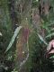 image of Elaphoglossum auripilum