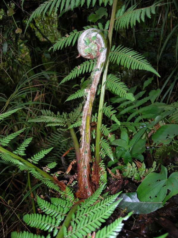 Dicksoniaceae Dicksonia sellowiana