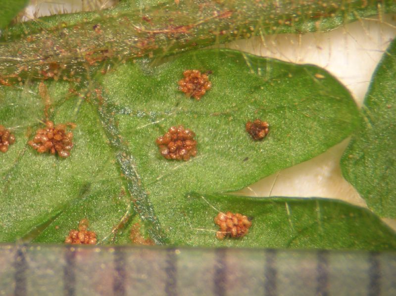 Dryopteridaceae Megalastrum pulverulentum
