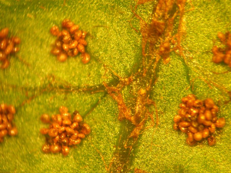 Dryopteridaceae Megalastrum palmense