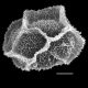 image of Lastreopsis hispida