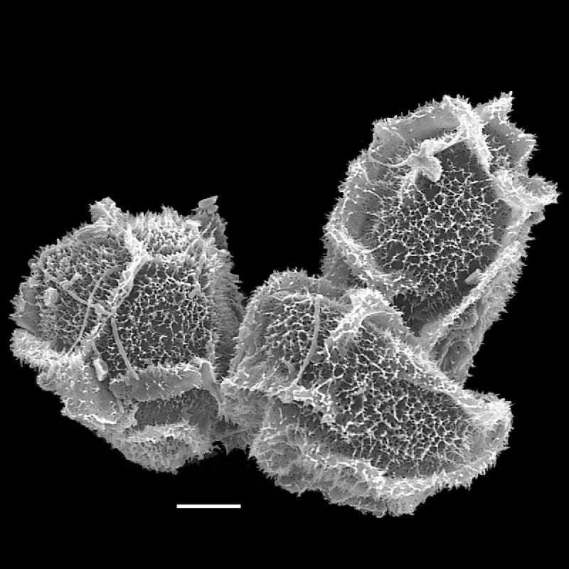 Dryopteridaceae Lastreopsis hispida