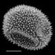 image of Megalastrum crenulans