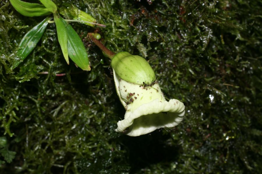 Bignoniaceae Amphitecna 