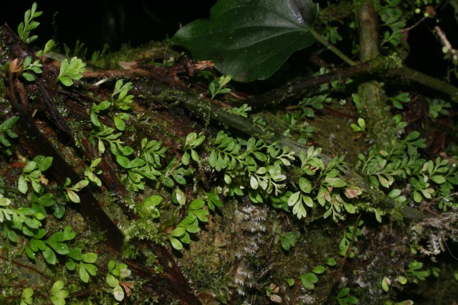 Aspleniaceae Asplenium holophlebium