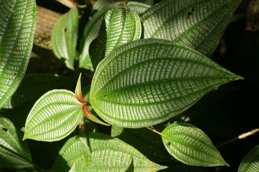 Melastomataceae Miconia 