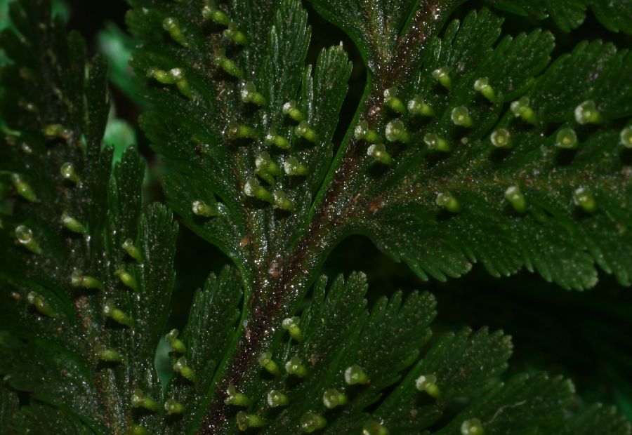 Hymenophyllaceae Vandenboschia collariata