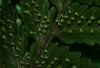 image of Vandenboschia collariata