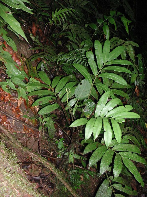 Marattiaceae Danaea arbuscula