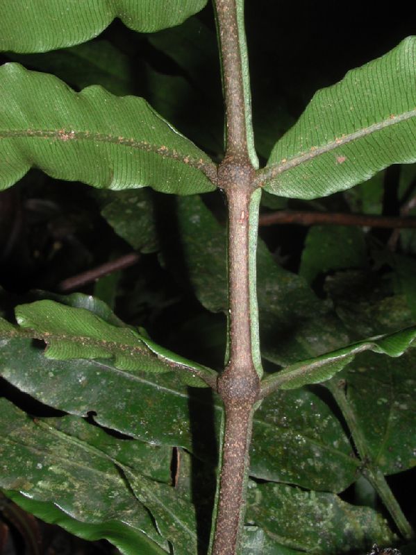 Marattiaceae Danaea media