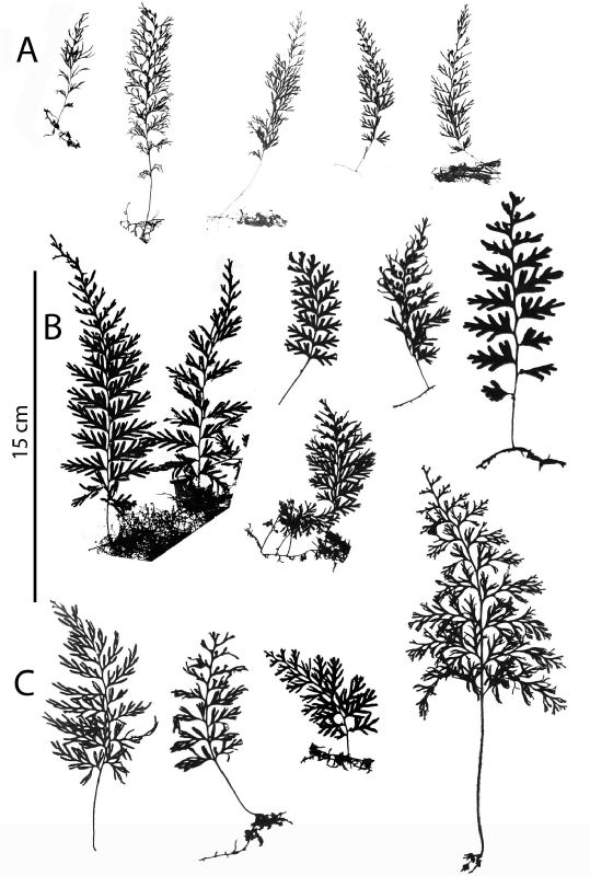 Hymenophyllaceae Hymenophyllum tunbrigense