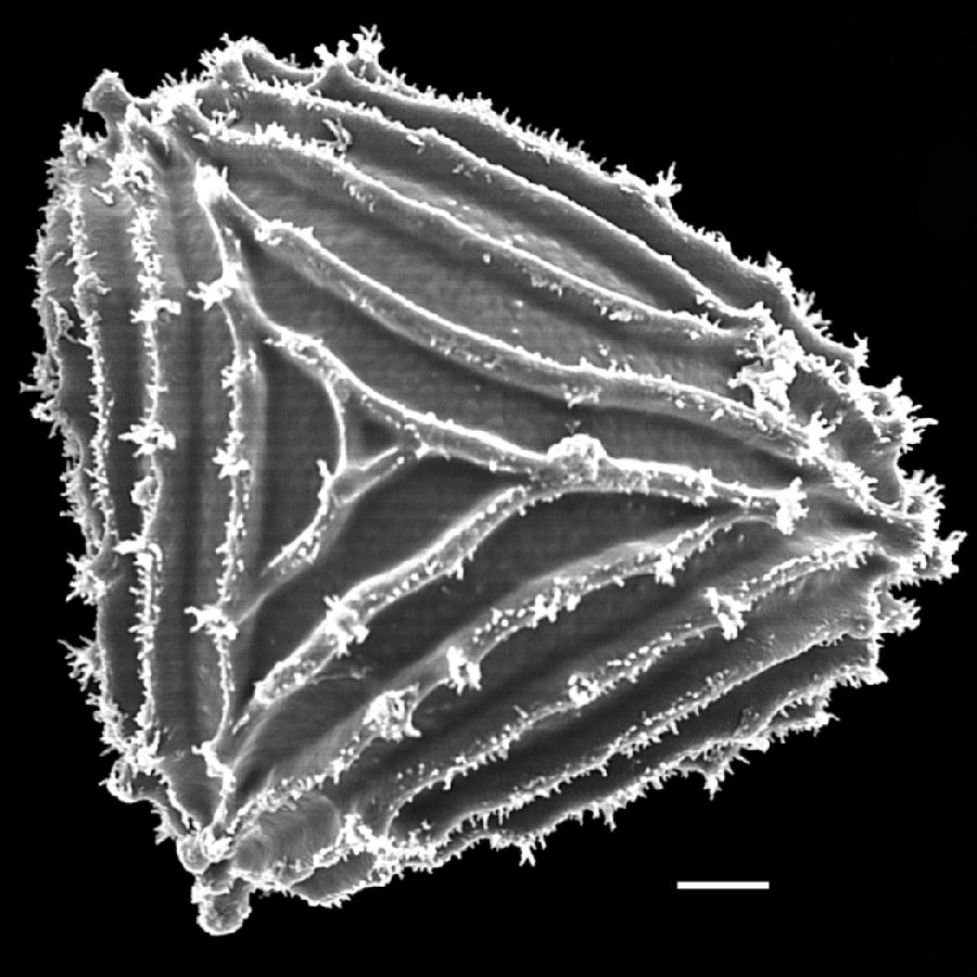 Anemiaceae Anemia ciliata