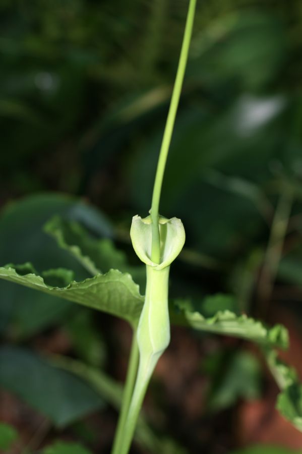 Araceae Arisaema 