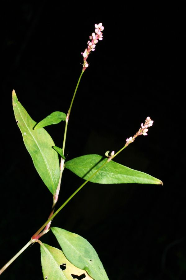 Polygonaceae Polygonum pennsylvanicum