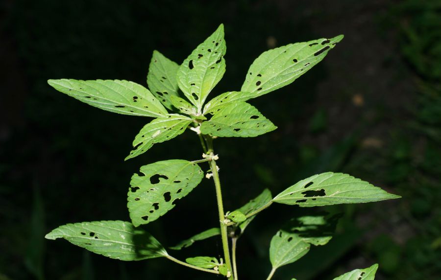 Euphorbiaceae Acalypha gracilens