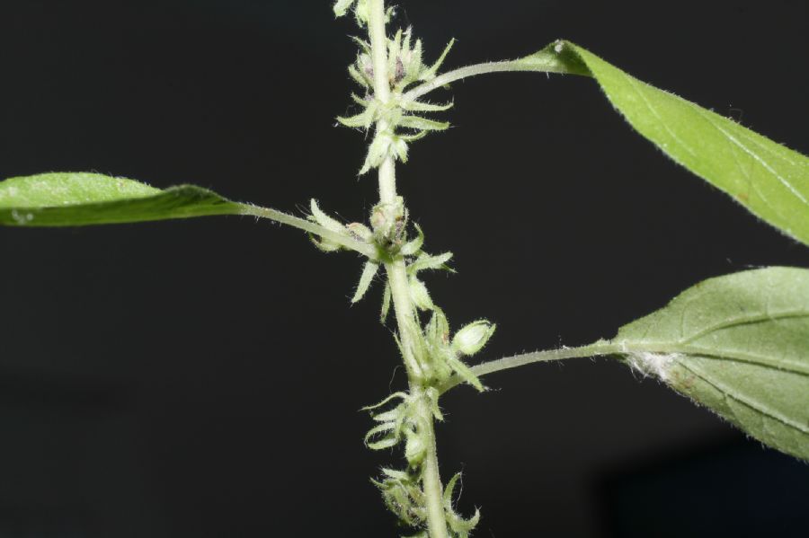 Urticaceae Parietaria pennsylvanica