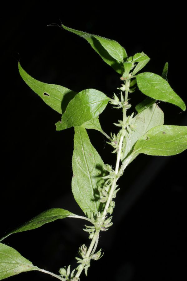 Urticaceae Parietaria pennsylvanica