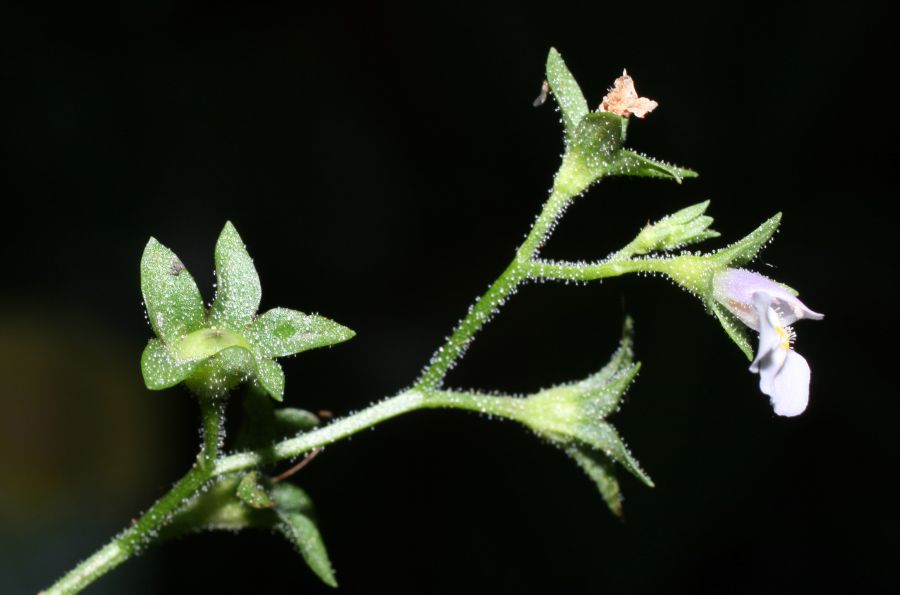 Phrymaceae Mazus pumilus