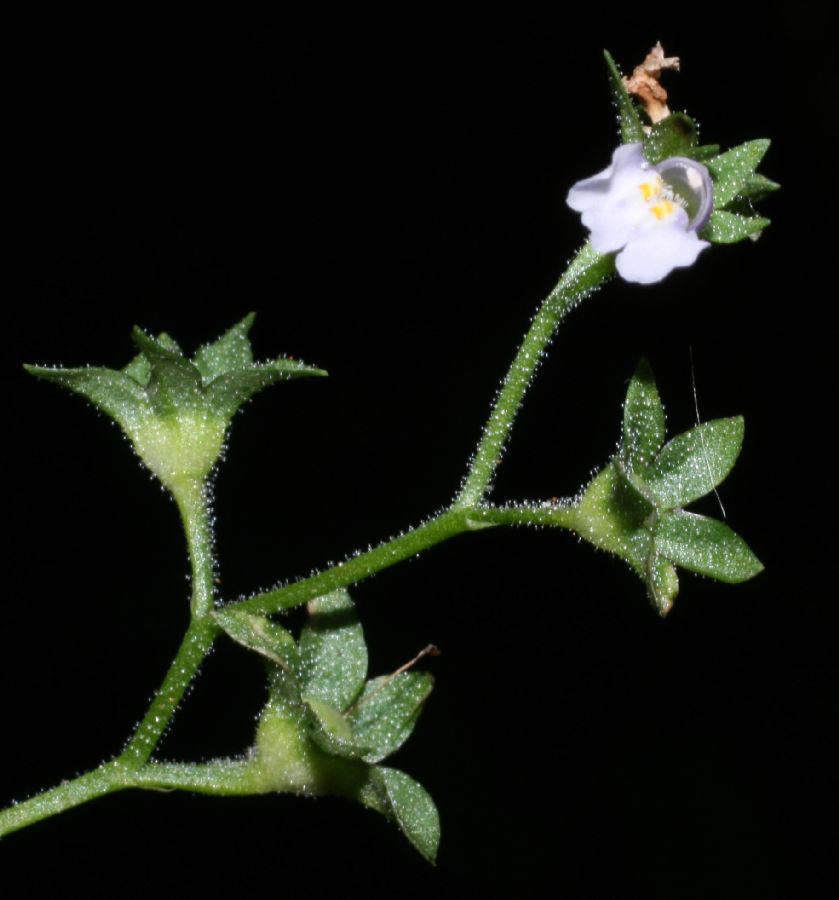 Phrymaceae Mazus pumilus