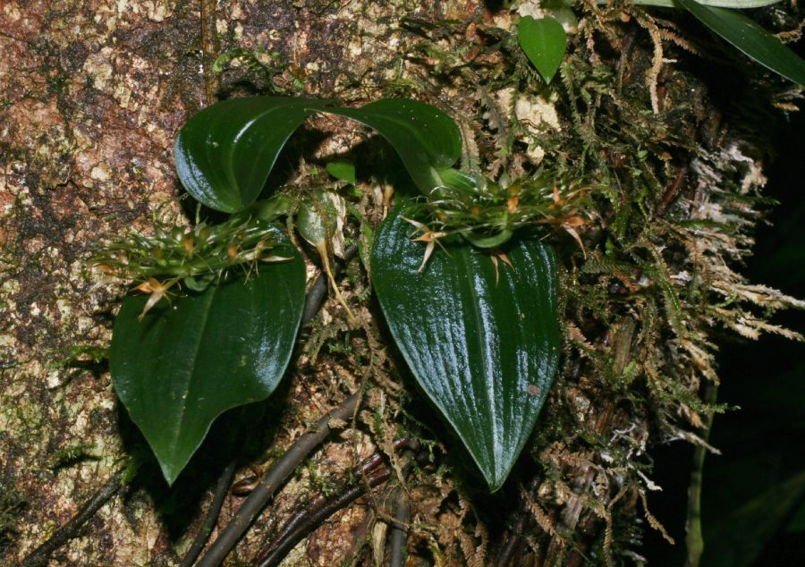 Orchidaceae Malaxis nana