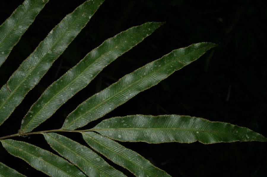 Saccolomataceae Saccoloma elegans