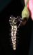 image of Aristolochia pilosa