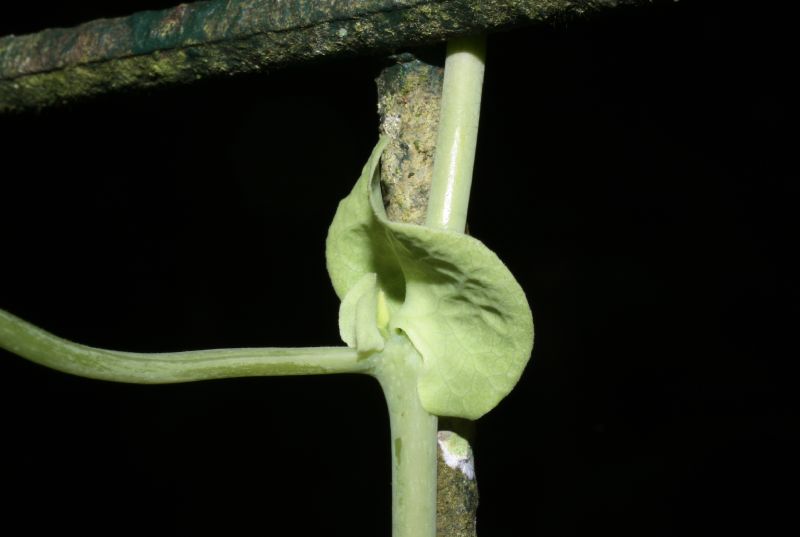 Aristolochiaceae Aristolochia 