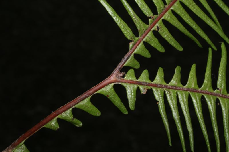 Gleicheniaceae Sticherus bifidus