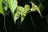 image of Cydista diversifolia