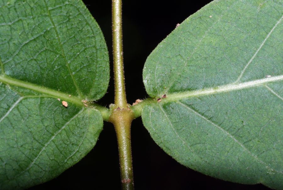 Apocynaceae Forsteronia spicata