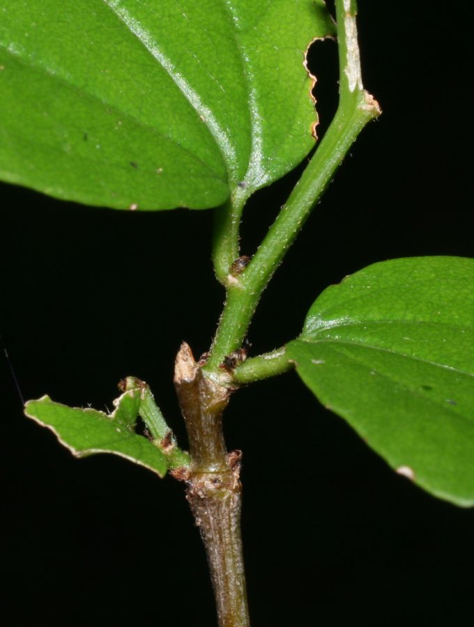 Rhamnaceae Ziziphus guatemalensis