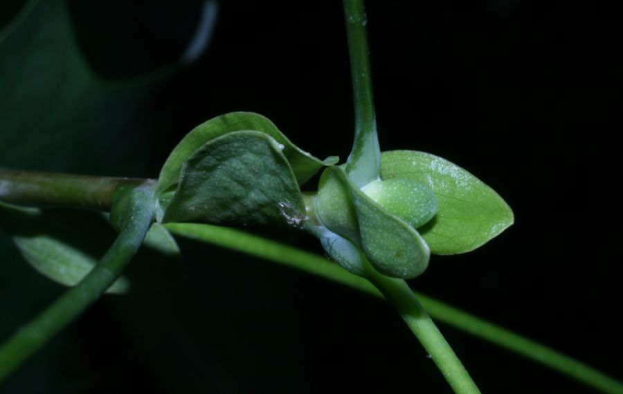 Magnoliaceae Liriodendron tulipifera
