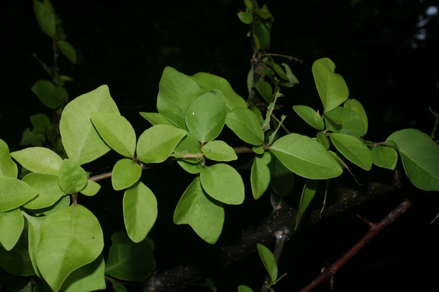 Nyctaginaceae Pisonia aculeata