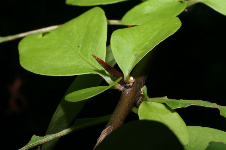 Nyctaginaceae Pisonia aculeata