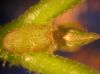 image of Cassipourea elliptica
