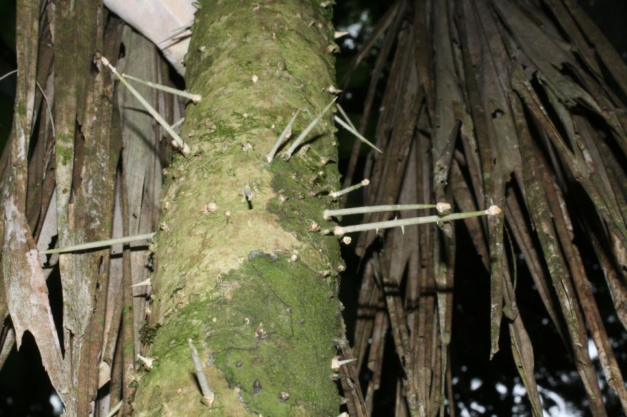 Arecaceae Cryosophila warscewiczii