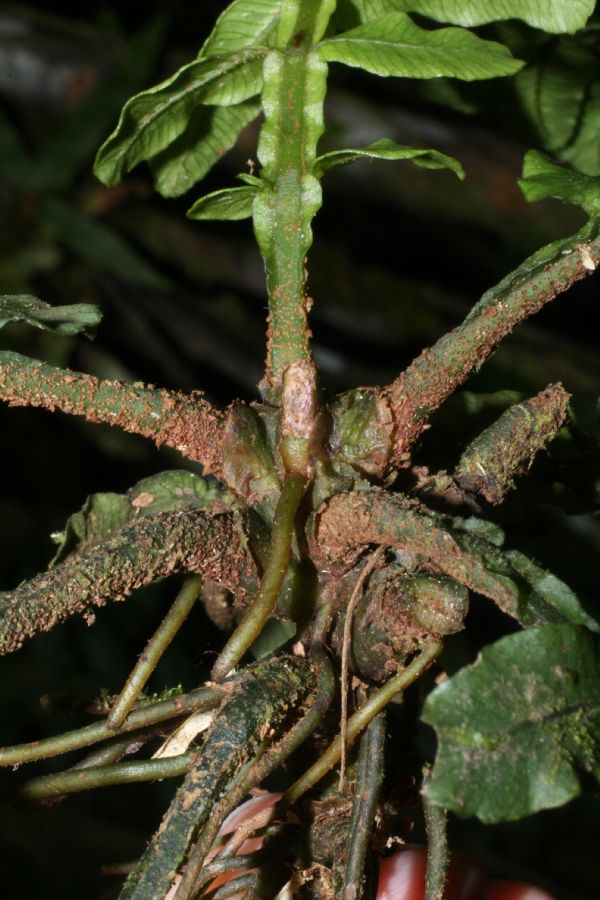 Marattiaceae Danaea wendlandii