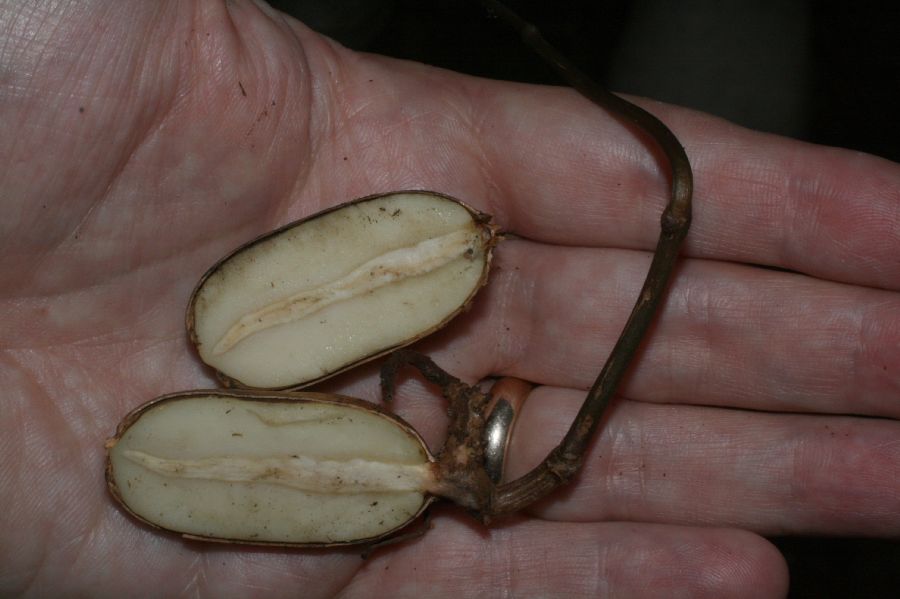 Gnetaceae Gnetum leyboldii