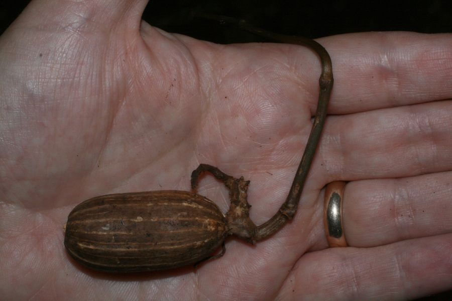 Gnetaceae Gnetum leyboldii