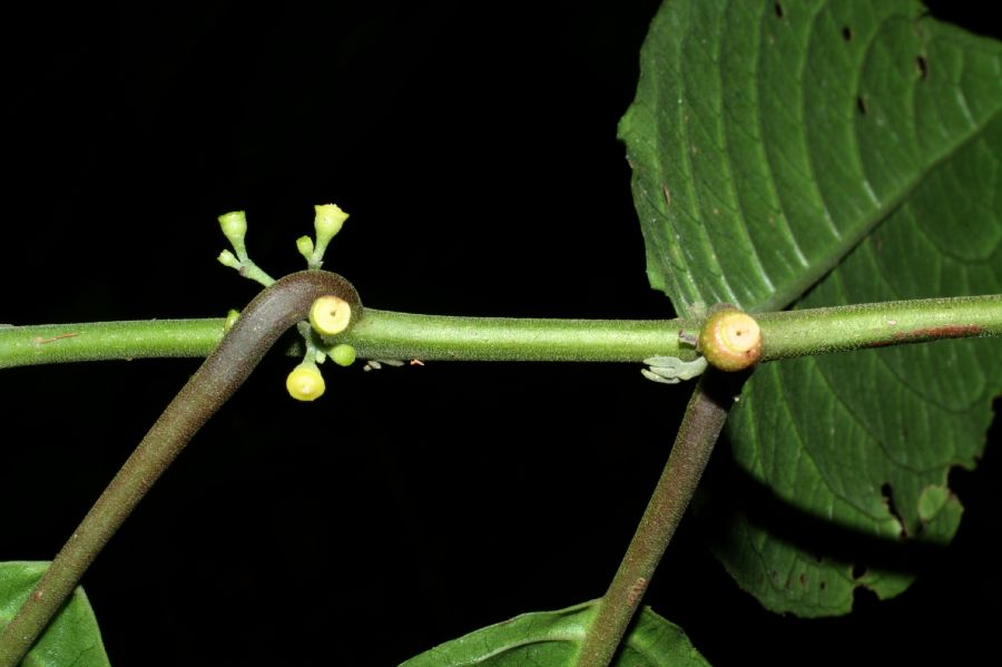 Monimiaceae Siparuna 