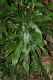 image of Oleandra articulata