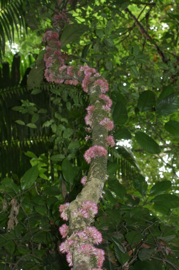 Fabaceae Zygia gigantifoliola