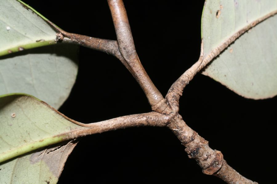 Acanthaceae Avicennia bicolor