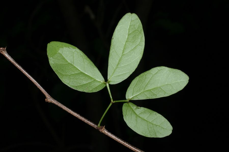 Fabaceae Pithecellobium unguis-cati