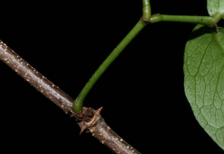 Fabaceae Pithecellobium unguis-cati